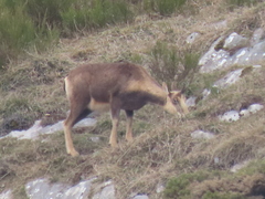 Rupicapra pyrenaica parva