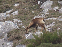 Rupicapra pyrenaica parva