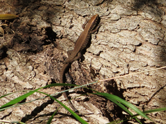 Algyroides moreoticus