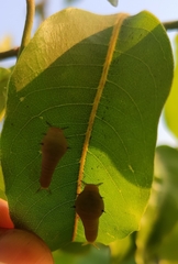 Graphium agamemnon
