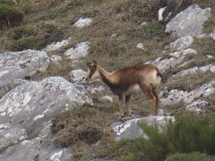 Rupicapra pyrenaica parva