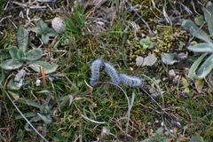 Thaumetopoea herculeana