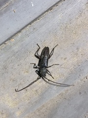 Phacodes