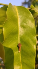 Graphium agamemnon