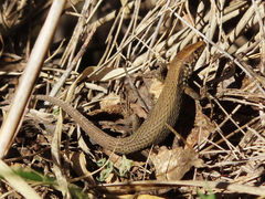 Algyroides moreoticus