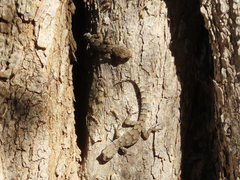 Mediodactylus kotschyi