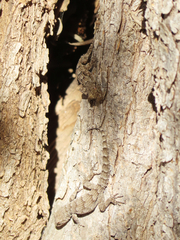 Mediodactylus kotschyi