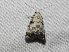 Nola semograpta