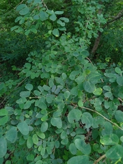 Bauhinia natalensis