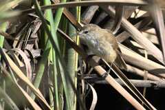 Acrocephalus gracilirostris