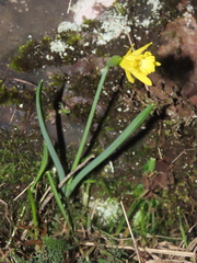 Narcissus minor asturiensis