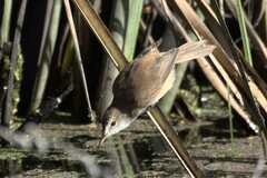 Acrocephalus gracilirostris