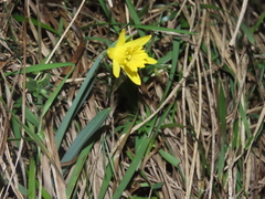 Narcissus minor asturiensis