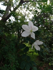 Bauhinia natalensis