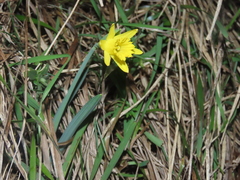 Narcissus minor asturiensis