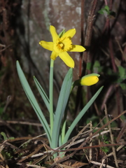 Narcissus minor asturiensis