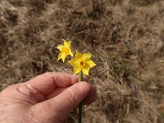 Narcissus jonquilla