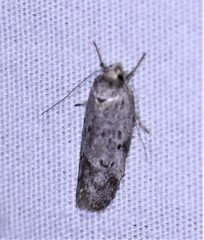 Philobota thiocrossa