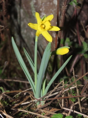 Narcissus minor asturiensis