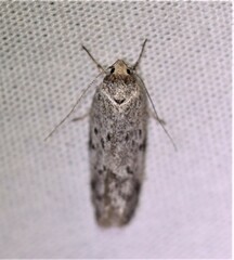 Philobota thiocrossa