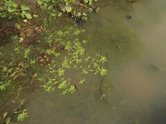 Callitriche heterophylla