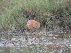 Ixobrychus cinnamomeus