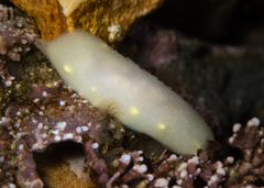 Cadlina flavomaculata