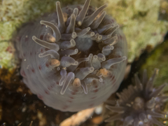 Anthopleura mariae