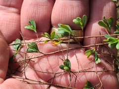 Polygonella polygama polygama