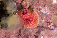 Lissothuria nutriens