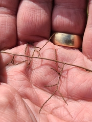 Polygonella polygama polygama