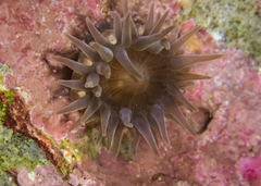 Anthopleura mariae