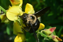 Xylocopa grisescens
