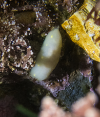 Cadlina flavomaculata