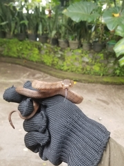 Pareas carinatus