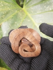 Pareas carinatus