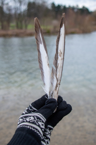 Plume de Mouette rieuse