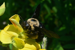 Xylocopa grisescens