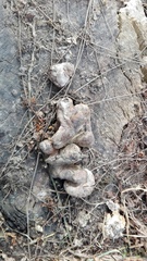 Gloeophyllum odoratum