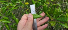 Ilex opaca arenicola