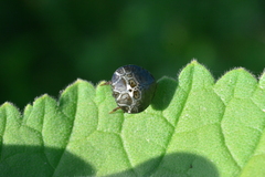 Hypognatha