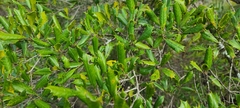 Ilex opaca arenicola