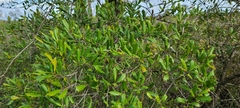 Ilex opaca arenicola