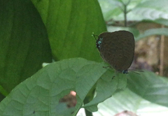 Arhopala