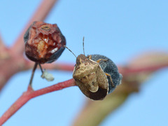 Rubiconia intermedia
