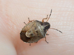 Rubiconia intermedia