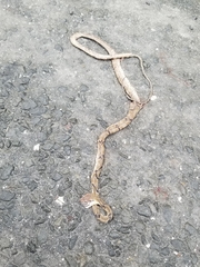 Boiga cynodon