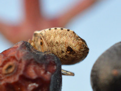 Rubiconia intermedia