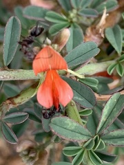 Indigofera sessilifolia