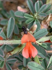 Indigofera sessilifolia
